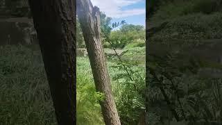 Garzas (Ardea alba) Berisso,Buenos Aires