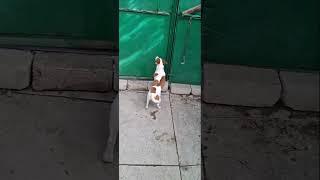 дождалась!!!️ #сонечка #jackrussel #джекрасселтерьер #dog #animals #shorts