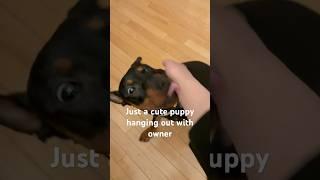 Cute puppy playing with owner #puppy #germanpinscher