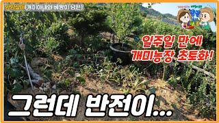 일주일 만에 와 보니 개미농장이 완전 초토화가...그런데 반전이...