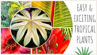 Easy Tropical Style Plants for Starting Your Garden!