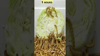 Mealworms vs Lettuce Time lapse