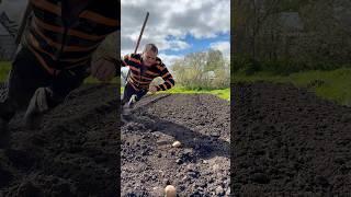 Попросили посадить картошку
