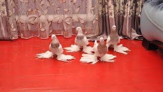 Бойные голуби Казахстана / Pigeons of Kazakhstan (Хасан касымов , Алматы, Казахстан )