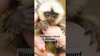 Top 5 smallest monkeys || Finger monkey  #shorts #animals