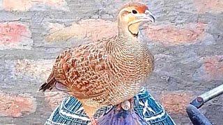 Dakhni teetar ki awaz -Dakhni teetar