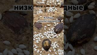 Кето хлебцы минимум углеводов