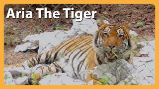 Pet Tiger Rescued Back to Health -- Aria the Tiger