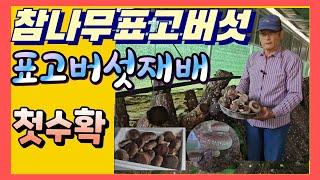 참나무 표고버섯 재배 첫수확