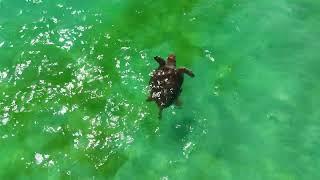 Panama City Beach Newly Released Sea Turtle 08/28/24