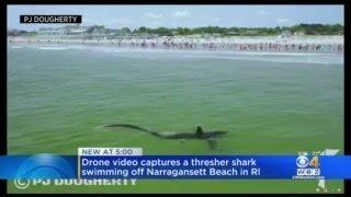 Thresher Shark Swims Near Shore At Narragansett Beach In Rhode Island