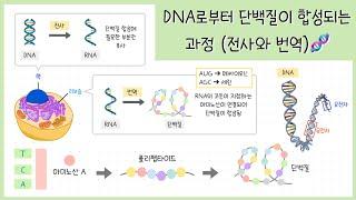 [고1 생명시스템] 3강. DNA로부터 단백질이 만들어지는 과정⎥전사와 번역⎥3염기 조합⎥코돈