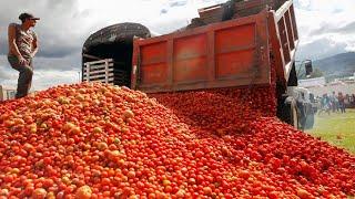 Amazing Modern Tomato Farming Tomato Harvesting Machine Automatic Tomato Agriculture Technology 2021