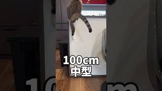 大型猫と中型猫のジャンプ力を比較してみた#short#cat#大ジャンプ