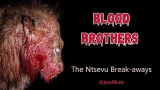 Blood Brothers - The Ntsevu Break-Away Lion Pride captured after a cape buffalo kill.