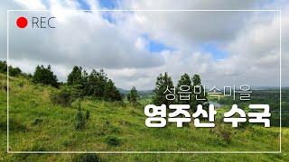 #제주 영주산##표선면 성읍마을##제주 오름##영주산 산수국##영주산 천국의계단# #나만의 인생샷#