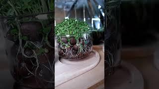 Insane yet easy hack to grow food