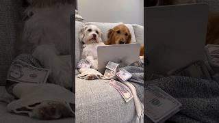 My dogs robbed my savings account!