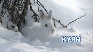 Куян / Заяц / Балалар өчен видео / Видео для детей / Дикие животные