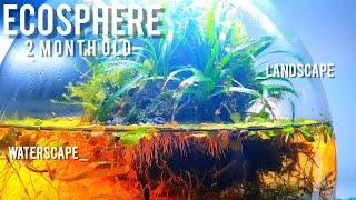 ECOSPHERE with land- and waterscape | 2 month old