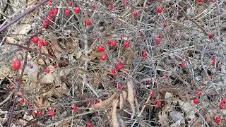 Foraging Guide New England! Rose Hips VS Barberry