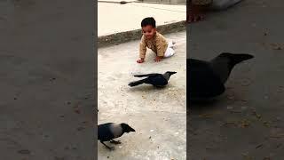 Baby Feeding crows #birds_and_animal_sounds #birds #animalsounds #croweating #animals #crowcalls