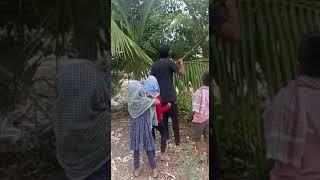 Kids at Laxmidahiwadi farms picking chikoo