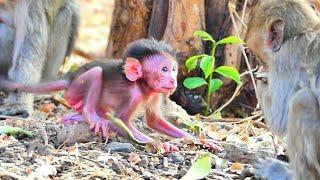  LIVE: So Smart Newborn BB So Active When to Adorable BB Trying to First Step On The Grounds.