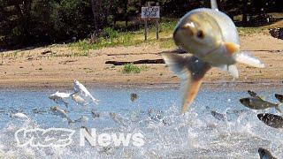 America's Most Hated Fish Are Being Purged By Electric Shocks and Sound