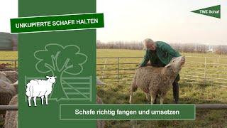 Unkupierte Schafe halten – Schafe richtig fangen und umsetzen