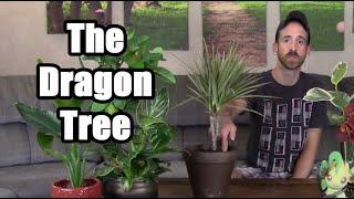 The Dragon Tree Care & Info (Dracaena marginata)