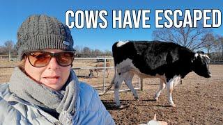 Cows Have Escaped & Jason Cannot Help Because He's Too Sick!