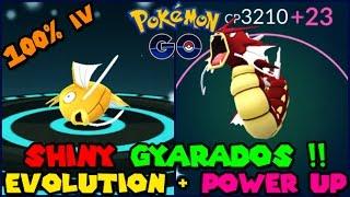 Evolving 100% IV SHINY MAGIKARP to SHINY GYARADOS + Power Up! (Pokemon Go Evolution)