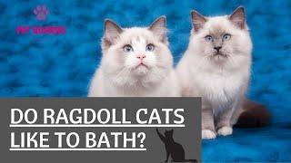 Do ragdoll cats like to bath? | Do ragdoll cats need bath? | #petqueries