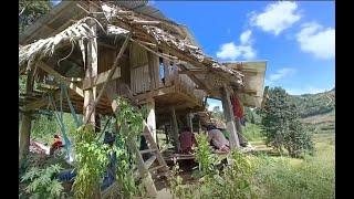 Life in the countryside | Rice | Harvest, Thailand's village lifestyle.