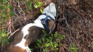 Basset Hound.Hunting with Lily 1