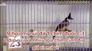 19/10:9 mi núi đá 2 đớp ruồi 1 và nhiều loại chim cảnh đẹp giá rẻ mới về:0389860987