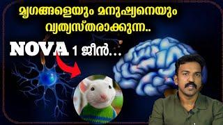 ഈ ഒരു കാര്യം മനുഷ്യനെ വ്യത്യസ്തനാക്കും, അത് എലികൾക്ക് കൊടുത്താലോ??