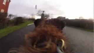 Gopro HD2 Dogcam on border terrier