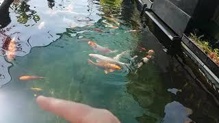 Spotting a sick Koi, how? Simple.