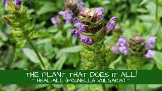 This Plant Really Does It All! ~ Heal-all (Prunella vulgaris)