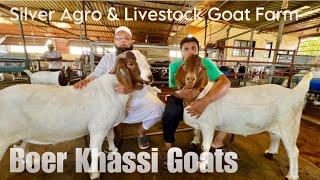 Import Bloodline Khassi Boer Goats at Silver Agro & Livestock Goat Farm