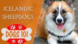 Dogs 101 - ICELANDIC SHEEPDOG - Top Dog Facts About the Icelandic Sheepdogs