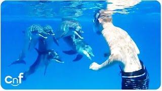 Dolphin Says Hi to Snorkeler | Dolphin Whisperer