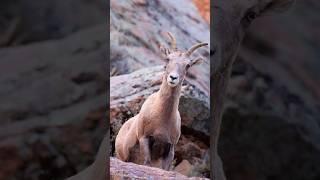 The Gunnison Valley is a wildlife photographer’s dream. 