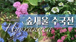 숲새울 수국전/6월수국/Hydrangea