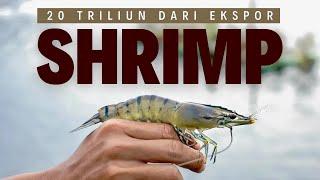 CUAN 20 TRILIUN RUPIAH DARI EKSPOR UDANG !!! $1.2B SHRIMP/PRAWN EXPORT POTENTIAL !!!