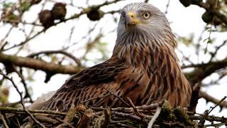 Uncovering the Secret Nesting Behaviour of Red Kites | Discover Wildlife | Robert E Fuller