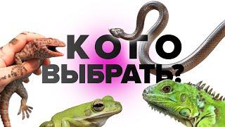 ТОП 5. Как выбрать ЭКЗОТИЧЕСКОГО питомца?