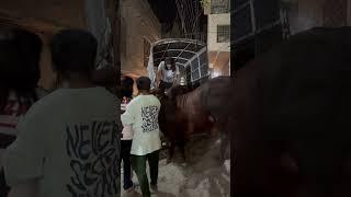 Full dangerous bullqurbani2025️️ #cow #qurbanvlogs #cowgoat #animals #cowlover #cowmandi